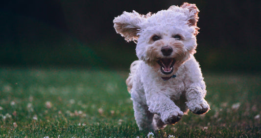 Dog Running through grass