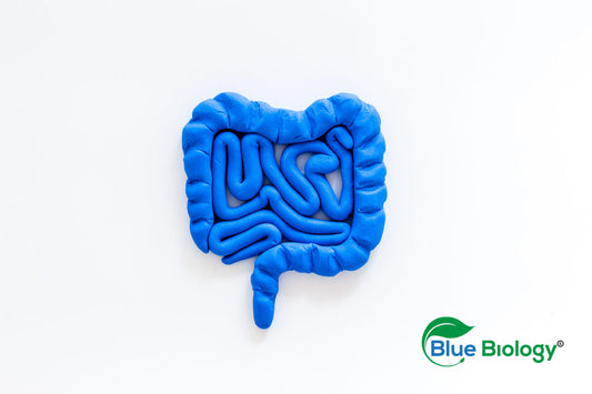 picture of gut BlueBiology