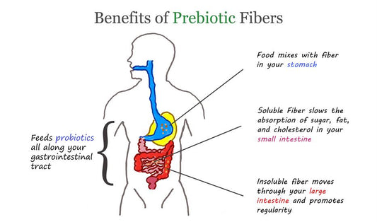 Benefit Diagram of Prebiotic Fibers